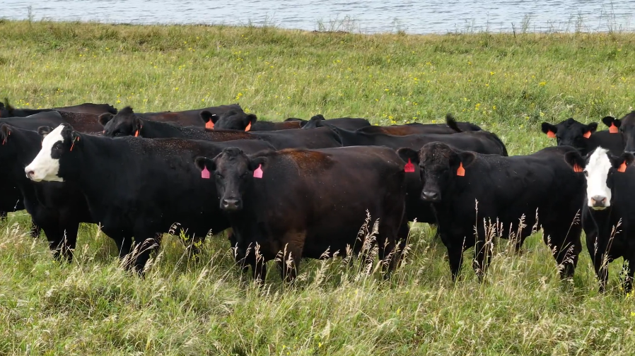 180 Black Angus and Black Baldy cows BC819D5